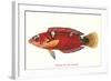 Hawaiian Fish Julis Greenovii-null-Framed Art Print