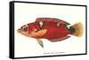 Hawaiian Fish Julis Greenovii-null-Framed Stretched Canvas