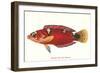 Hawaiian Fish Julis Greenovii-null-Framed Art Print