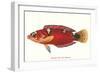 Hawaiian Fish Julis Greenovii-null-Framed Art Print