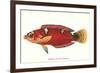 Hawaiian Fish Julis Greenovii-null-Framed Premium Giclee Print