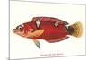 Hawaiian Fish Julis Greenovii-null-Mounted Premium Giclee Print