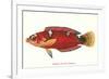 Hawaiian Fish Julis Greenovii-null-Framed Art Print