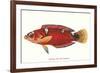 Hawaiian Fish Julis Greenovii-null-Framed Art Print