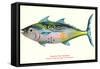 Hawaiian Fish, Kawakawa-null-Framed Stretched Canvas