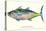 Hawaiian Fish, Kawakawa-null-Stretched Canvas