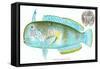 Hawaiian Fish, Lae-Nihi-null-Framed Stretched Canvas