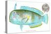 Hawaiian Fish, Lae-Nihi-null-Stretched Canvas