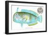 Hawaiian Fish, Lae-Nihi-null-Framed Art Print