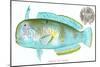 Hawaiian Fish, Lae-Nihi-null-Mounted Art Print