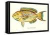 Hawaiian Fish, Lauia-null-Framed Stretched Canvas