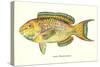 Hawaiian Fish, Lauia-null-Stretched Canvas
