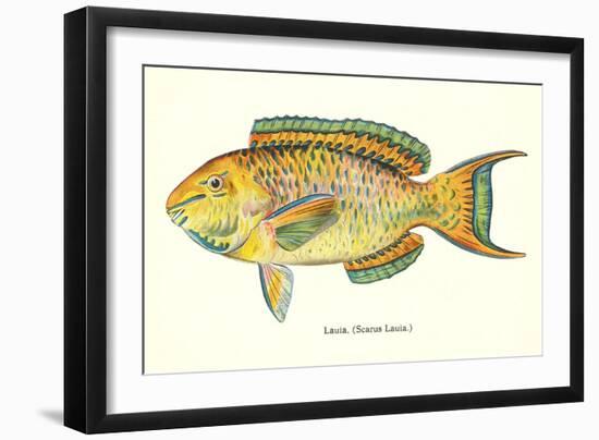 Hawaiian Fish, Lauia-null-Framed Art Print
