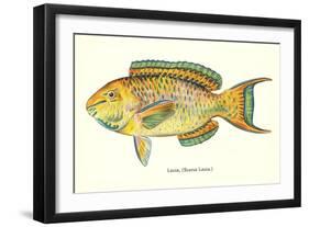 Hawaiian Fish, Lauia-null-Framed Art Print