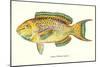 Hawaiian Fish, Lauia-null-Mounted Art Print