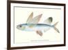 Hawaiian Fish, Malolo Puhiki'i-null-Framed Premium Giclee Print