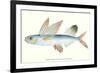 Hawaiian Fish, Malolo Puhiki'i-null-Framed Premium Giclee Print