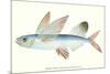 Hawaiian Fish, Malolo Puhiki'i-null-Mounted Premium Giclee Print