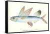 Hawaiian Fish, Malolo Puhiki'i-null-Framed Stretched Canvas