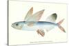 Hawaiian Fish, Malolo Puhiki'i-null-Stretched Canvas