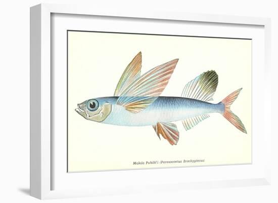 Hawaiian Fish, Malolo Puhiki'i-null-Framed Art Print