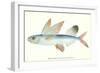 Hawaiian Fish, Malolo Puhiki'i-null-Framed Art Print