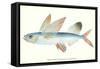 Hawaiian Fish, Malolo Puhiki'i-null-Framed Stretched Canvas