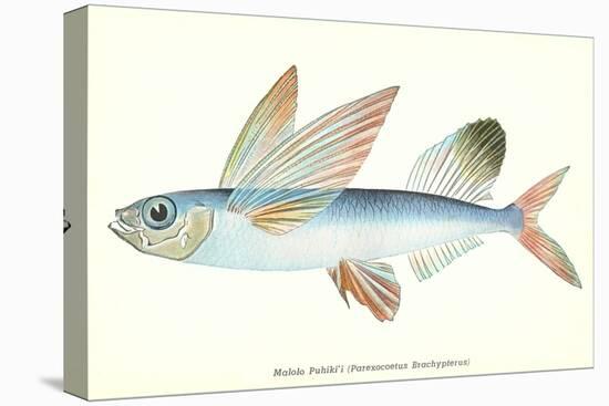 Hawaiian Fish, Malolo Puhiki'i-null-Stretched Canvas