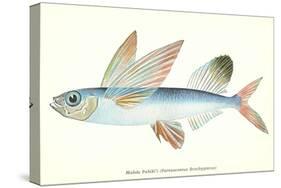 Hawaiian Fish, Malolo Puhiki'i-null-Stretched Canvas