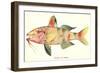 Hawaiian Fish, Moano-null-Framed Art Print