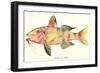 Hawaiian Fish, Moano-null-Framed Art Print