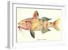 Hawaiian Fish, Moano-null-Framed Art Print