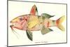 Hawaiian Fish, Moano-null-Mounted Art Print