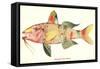 Hawaiian Fish, Moano-null-Framed Stretched Canvas