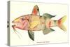 Hawaiian Fish, Moano-null-Stretched Canvas