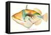 Hawaiian Fish, Nakunuku-null-Framed Stretched Canvas