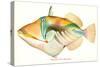 Hawaiian Fish, Nakunuku-null-Stretched Canvas