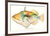 Hawaiian Fish, Nakunuku-null-Framed Premium Giclee Print