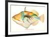 Hawaiian Fish, Nakunuku-null-Framed Premium Giclee Print