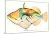 Hawaiian Fish, Nakunuku-null-Mounted Premium Giclee Print