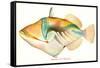 Hawaiian Fish, Nakunuku-null-Framed Stretched Canvas