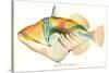 Hawaiian Fish, Nakunuku-null-Stretched Canvas