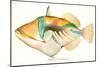 Hawaiian Fish, Nakunuku-null-Mounted Art Print