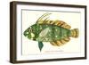 Hawaiian Fish, Novaculichtys-null-Framed Art Print