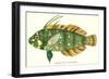 Hawaiian Fish, Novaculichtys-null-Framed Art Print