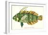 Hawaiian Fish, Novaculichtys-null-Framed Art Print