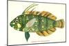 Hawaiian Fish, Novaculichtys-null-Mounted Art Print