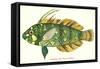 Hawaiian Fish, Novaculichtys-null-Framed Stretched Canvas