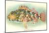 Hawaiian Fish, Oapukai-null-Mounted Art Print