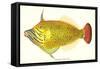 Hawaiian Fish, Oili-null-Framed Stretched Canvas